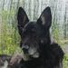 Profile Picture of Jason Donohoe (@k9emergencyvet) on Pinterest