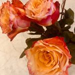 Profile Picture of Amanda Barrette (@housedesignstalker) on Instagram