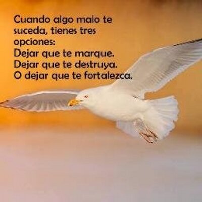 Profile Picture of Julio  Cuello (@juliocuello8) on Twitter