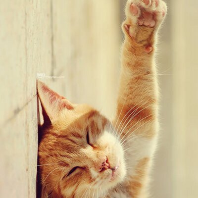 Profile Picture of Nancy Yuan (@YyQNancyy) on Twitter