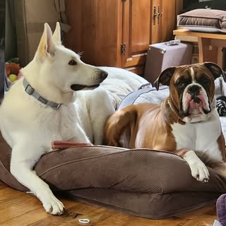 Profile Picture of Derek Anthony Shanklin (@shanklinderek) on Instagram