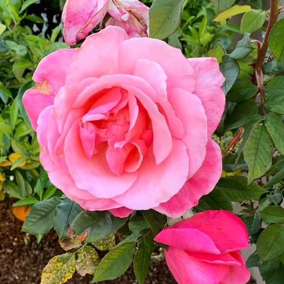 Suzanne Rosenberg - Poshmark Profile Picture of Suzanne Rosenberg (@fashionista532) on Poshmark