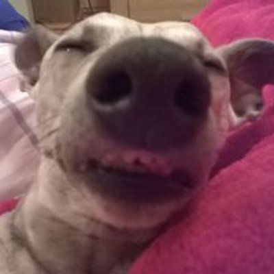 Profile Picture of Richard Rees (@ReesWondertrog) on Twitter