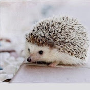 Profile Picture of Pebbles Bailey (@pebblesbailey6338) on Youtube