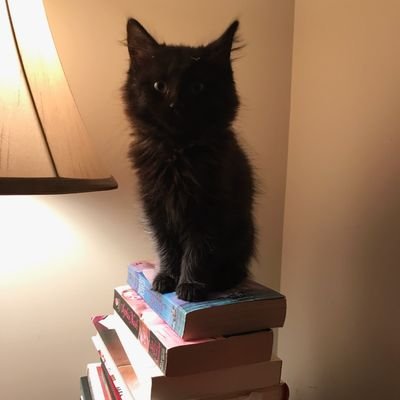 Profile Picture of Dave Bonner (@rascalking) on Twitter