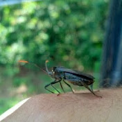 Profile Picture of Noel Jennings (@trysomebark) on Youtube