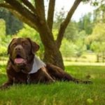 Chasity Bradshaw - Instagram Profile Picture of Chasity Bradshaw (@bradshawchasity) on Instagram