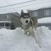Profile Picture of Peter Bruni (@bruni1121) on Pinterest