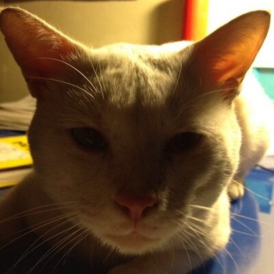 Profile Picture of Adam Nazir (@spongey101) on Twitter