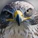 Profile Picture of Jonathan Chacko (@chacko1133) on Pinterest