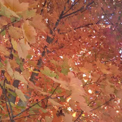 Profile Picture of Lisa Barker (@alsroflowergirl) on Youtube