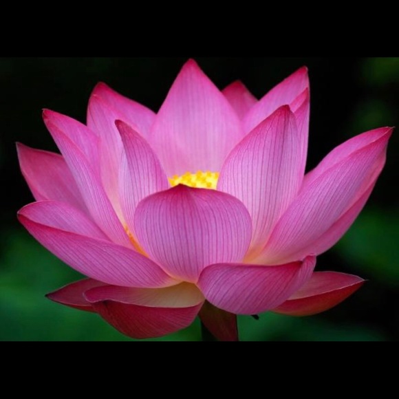 Profile Picture of Cristiana Cicalese (@dolcevita2000) on Poshmark