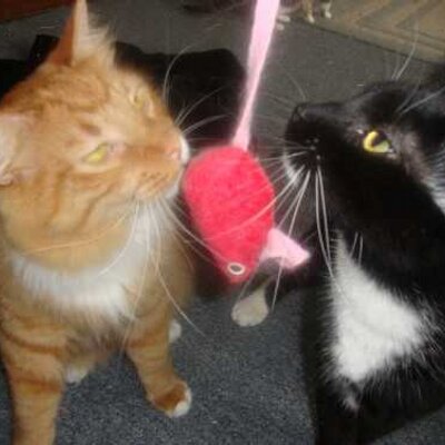 Gus Chan - Twitter Profile Picture of Gus Chan (@GusandChan) on Twitter