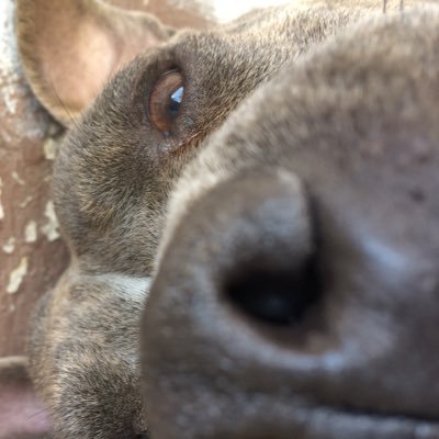 Profile Picture of Gabriela Davalos (@Gabriel60892588) on Twitter