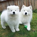 Profile Picture of AKIM AND HARVEY THE SAMOYEDS (@akimthesamoyed) on Instagram