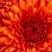 Profile Picture of Phyllis Alcorn (@phyllis.alcorn.39) on Facebook