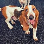 Profile Picture of Stacy Faulkner (@otishenrysmom) on Instagram