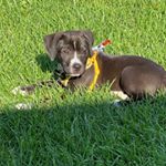 Profile Picture of Alex McAllister (@mchappymeal) on Instagram