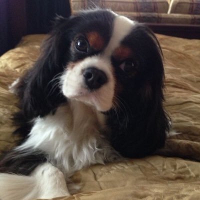 Profile Picture of Carl Cliff (@CanineCarl) on Twitter