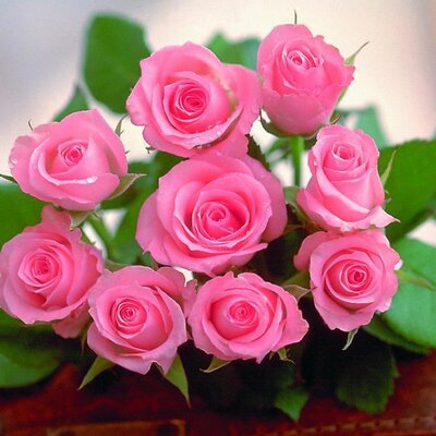 Profile Picture of Neethu Rose Thomas (@RoseNeethu) on Twitter