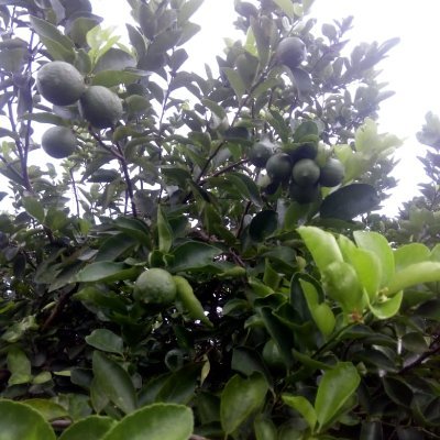 Profile Picture of Gabriel AA Aguirre Aburto (@GabrielAAAguir2) on Twitter