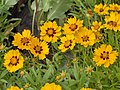 Profile Picture of Coreopsis lanceolataon Wikipedia