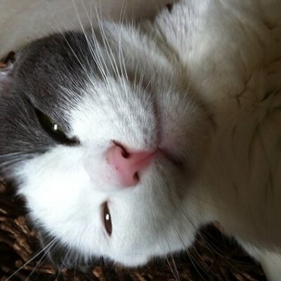 Profile Picture of Mario Sottile (@sottilemario) on Twitter