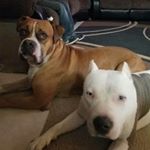 Profile Picture of Vince and the boys (@vincent.formica) on Instagram