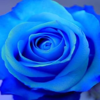 Profile Picture of Janet Di Bartolo (@janet.dibartolo.9) on Facebook