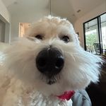 Profile Picture of simone thompson (@simonethomp) on Instagram