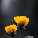 Profile Picture of Irene Frank (@Irene-Frank) on Facebook