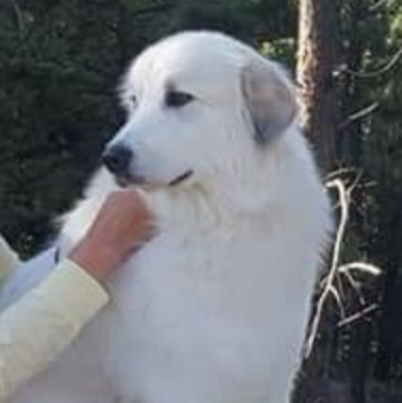 Profile Picture of Laurie Lohstroh (@laurielohstroh) on Poshmark