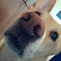 Profile Picture of Steve Shapiro (@@ssshorts) on Tiktok