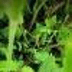 Profile Picture of Yu-lin Feng (@374937281) on Myspace