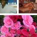 Profile Picture of InLovingmemoryof Pearlonda Rountree (@inlovingmemoryof.rountree) on Facebook