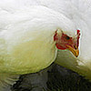 Profile Picture of Frost Mirriam (@Frost Mirriam) on Flickr