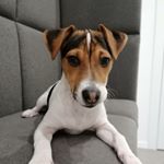 Profile Picture of jackie.russellterrier (@jackie.russellterrier) on Instagram