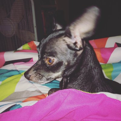 Profile Picture of Hallie Inez (@Inez_Wolf88) on Twitter