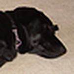 Profile Picture of Kim Brumfield (@kimbee2) on Flickr