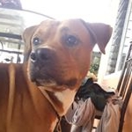 Profile Picture of robin_perrito (@robin_perrito) on Instagram