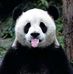Profile Picture of Armando Panda (@armando.panda.58) on Facebook