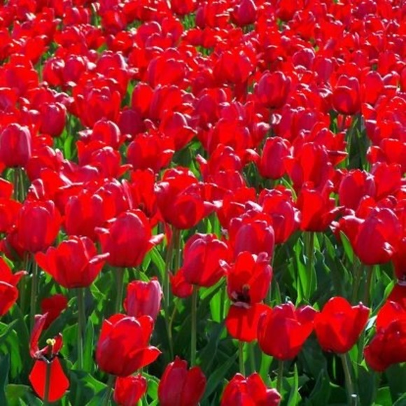 Profile Picture of Abeda Lamba (@abynaeem) on Poshmark