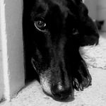 Profile Picture of Amanda Dawes (@meandmygreyhoundx2) on Instagram