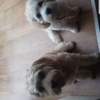 Profile Picture of Thomas GIlboy (@ThomasgIlboy3) on Twitter