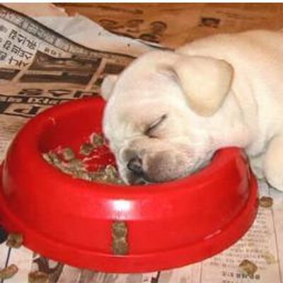 Profile Picture of George Kamal (@georgekamal10) on Twitter