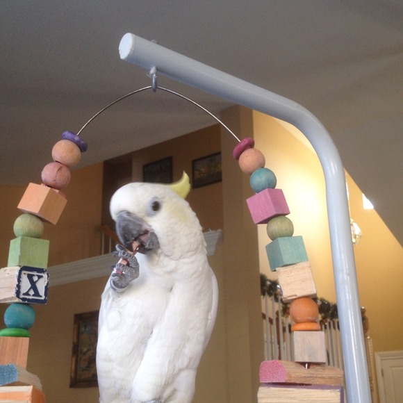 Profile Picture of Bronika Atoardoshahi (@bronikaato) on Poshmark