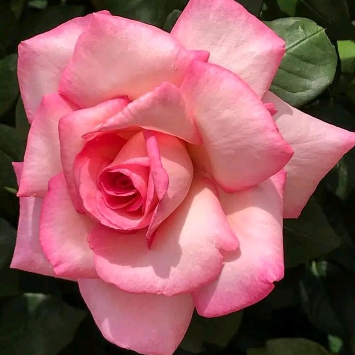 Profile Picture of Jeremy Harun (@user4298372178480) on Tiktok