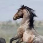 Profile Picture of Nick Bradshaw (@nick_bradshaw217) on Instagram