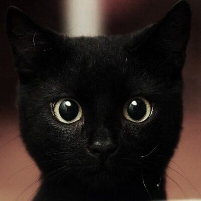 Profile Picture of Sandy Hanley (@piper711) on Twitter