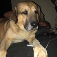 Profile Picture of Stephen Mcphail (@stephen-mcphail-3) on Quora